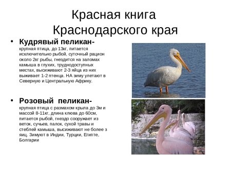 Редкие птицы Краснодарского края занесенные в красную книгу