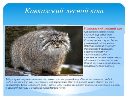 Животных занесенных в красную книгу Краснодарского края