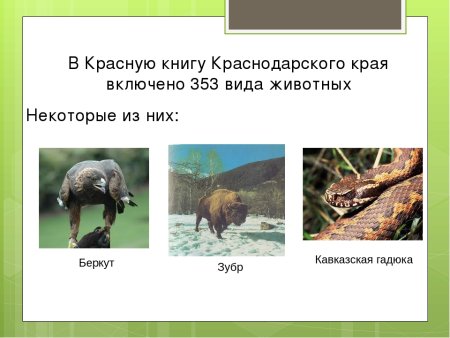Животные Краснодарского края занесенные в красную книгу