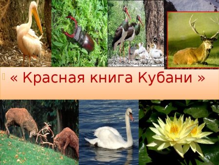 Растения и животные Краснодарского края занесенные в красную