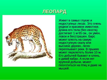 Красная книга животных Краснодарского края