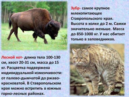 Животные Ставропольского края занесенные в красную книгу