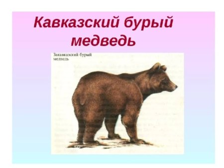 Кавказские бурые медведи красная книга Краснодарского края