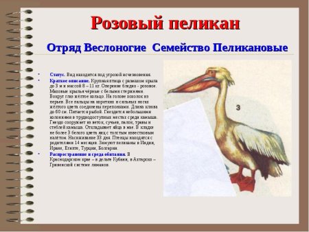 Животные Краснодарского края занесенные в красную