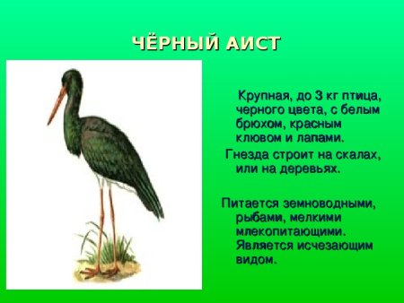 Растения и животные Краснодарского края занесенные в красную книгу