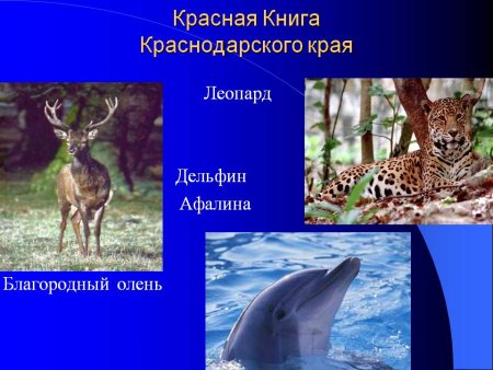 Животные Краснодарского края занесенные в красную книгу