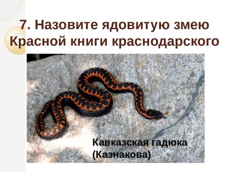 Животные красной книги Краснодарского края Кавказская гадюка