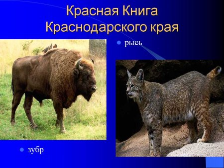 Редкие животные Краснодарского края занесенные в красную книгу