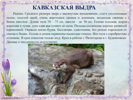 Кавказская выдра Ставропольский край