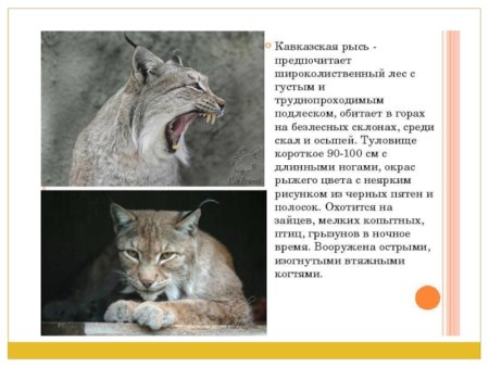 Рысь Кавказская описание в Краснодарском крае