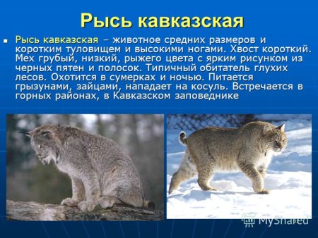 Животные из красной книги Краснодарского края