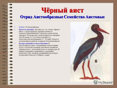 Красная книга Краснодарского края черный Аист