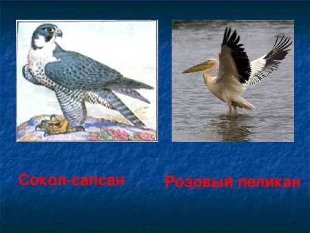 Животные красной книги Краснодарского края рисунки