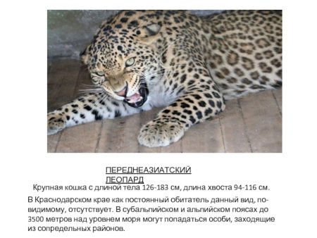 Животные которые занесены в красную книгу Краснодарского края