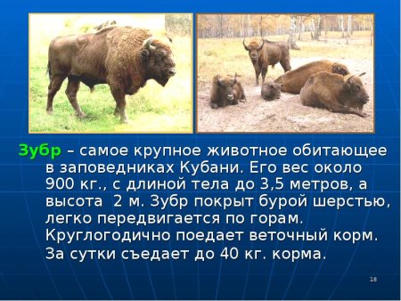 ЗУБР красная книга Краснодарского края