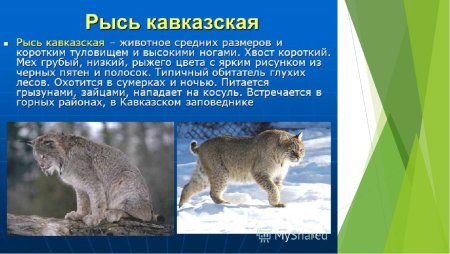 Животные из красной книги Краснодарского края