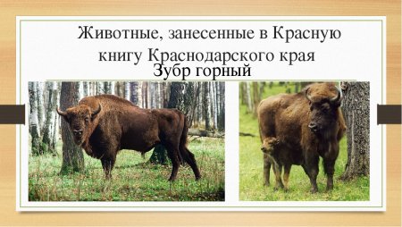 Животные Краснодарского края занесенные в красную книгу