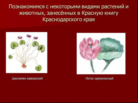Цикламен кавказский красная книга Краснодарского края