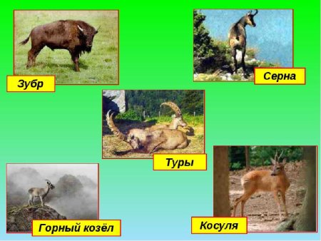 Растения и животные Краснодарского края занесенные в красную