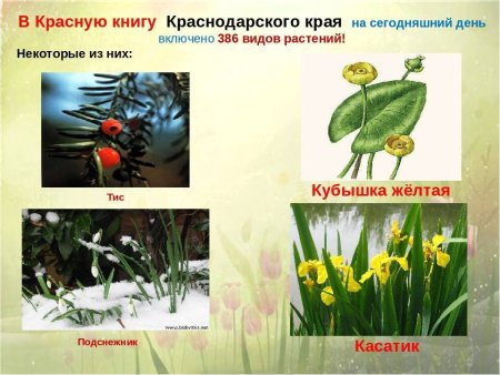 Растения красной книги Краснодарского края