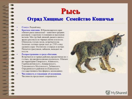 Рысь Кавказская красная книга Краснодарского