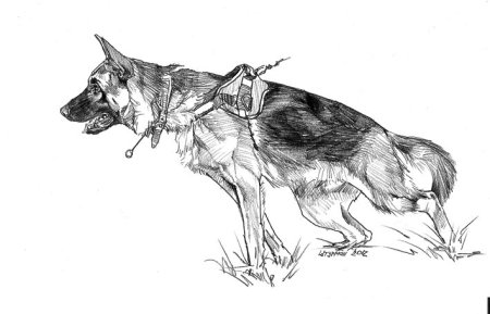 Собака спасатель рисунок