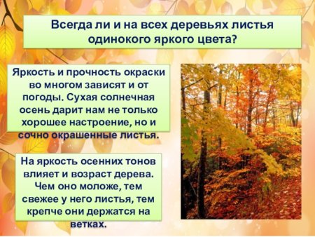Рисунок осенние явления в природе