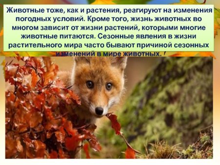 Осенние изменения в жизни животных