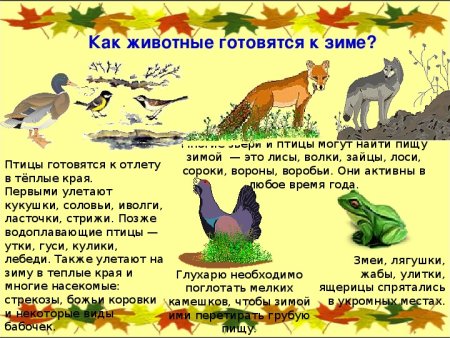 Жизнь животных осенью для дошкольников