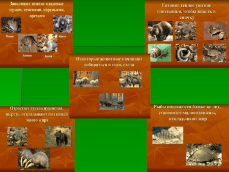 Осенние явления в жизни растений и животных