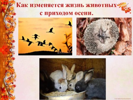 Жизнь растений осенью