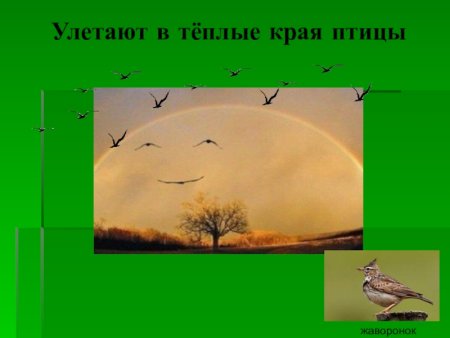 Жизнь растений осенью