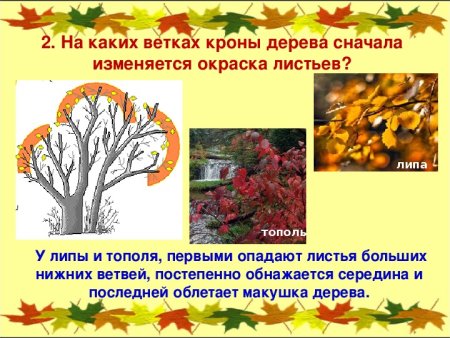 Изменения в жизни растений осенью