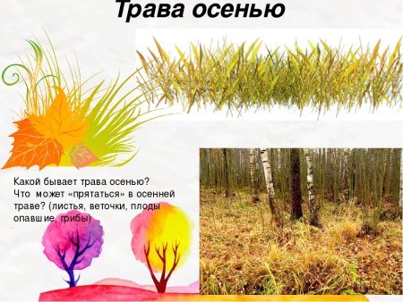 Осенние явления в жизни растений и животных
