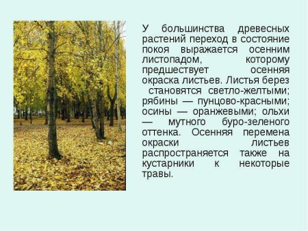 Сезонные изменения в природе для дошкольников