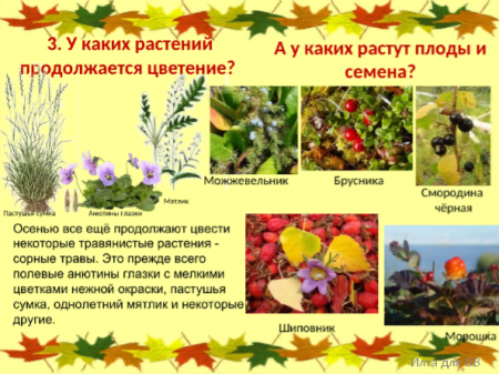 Осенние явления в живой природе