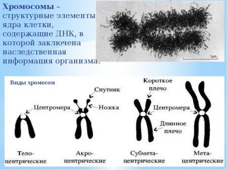 Структурные компоненты хромосом