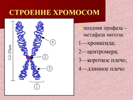 Строение митотической хромосомы