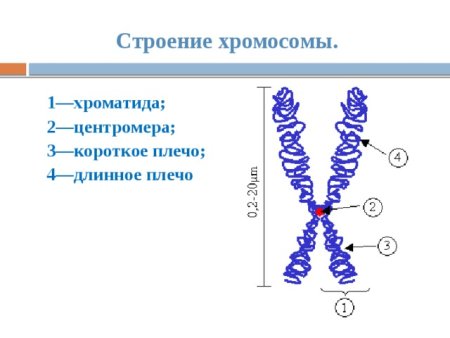Структура и строение хромосом