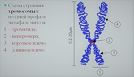 Схема тонкого строения хромосомы