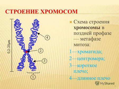 Схема строения хромосомы в поздней профазе - метафазе митоза.