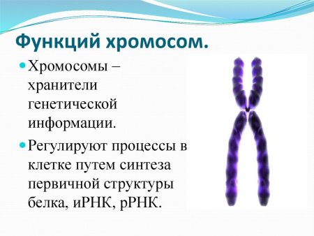 Структура и функции хромосом кратко