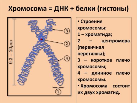 Строение хромосомы хроматиды