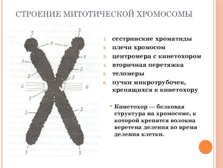 Строение митотической хромосомы