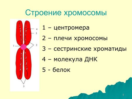 Строение хромосомы 9 класс биология