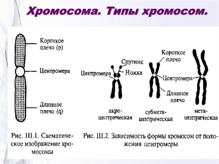 Хромосомы функция структуры клетки