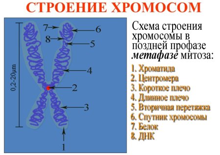 Зарисовать строение хромосомы