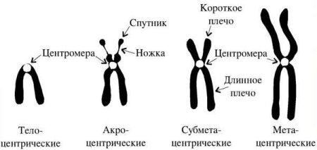 Строение хромосомы