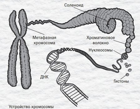 Строение хромосомы схема с подписями