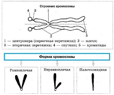 Хромосомы в ядре клетки